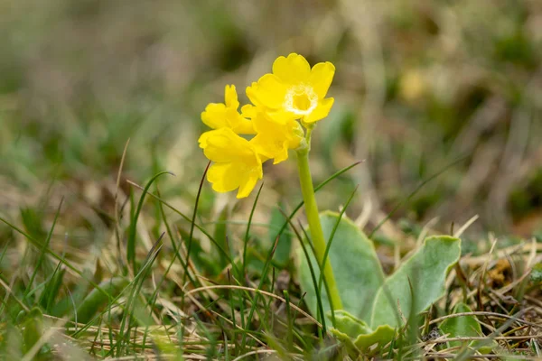 Closeup of mountain cowslip in the Austrian Alps — Stock Photo, Image