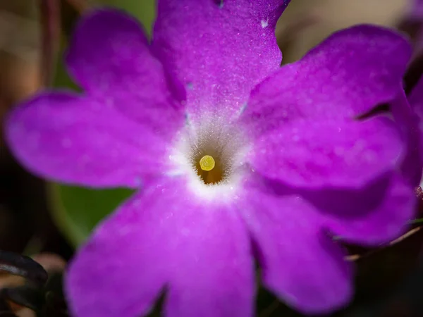 Primer plano de una Primula alpina en los Alpes austríacos —  Fotos de Stock