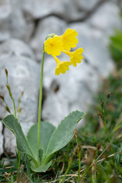 Крупный план горного оползня в австрийских Альпах
