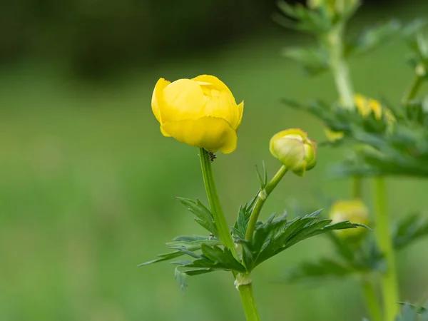 Closeup of a globeflower in the Austrian Alps — Stock Photo, Image