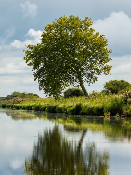 El reflejo de un árbol en el humedal cerca de San Glifo —  Fotos de Stock