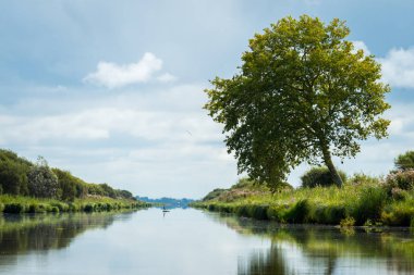 aziz lyphard yakın sulak bir ağacın yansıması
