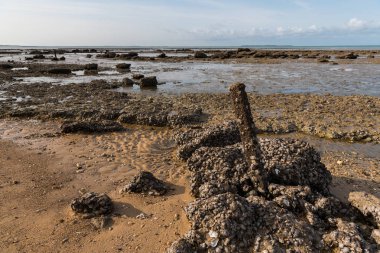 küçük salyangoz ve midye bir sürü kayalar