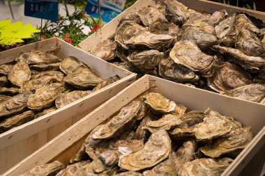 Balık pazarında sepetlerde istiridye