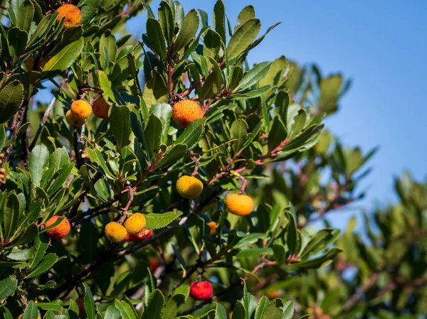 Primer plano de un árbol de fresa en un día soleado en Croacia — Foto de Stock