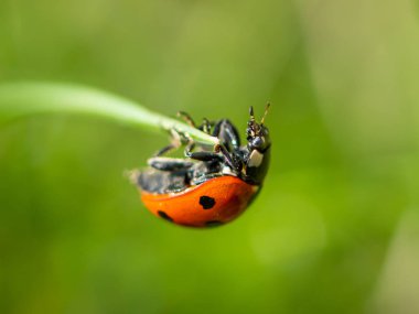 Bir bahçede çim üzerinde oturan bir Ladybird