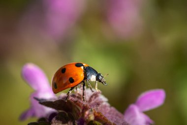 Bir bahçede mor bir çiçek üzerinde oturan bir Ladybird