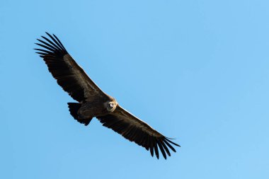 Mavi gökyüzünde uçan bir Griffon akbaba