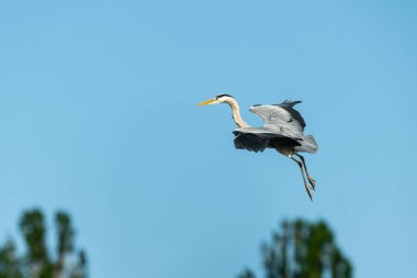 Ağaçların üzerinde uçan gri balıkçıl, mavi gökyüzü