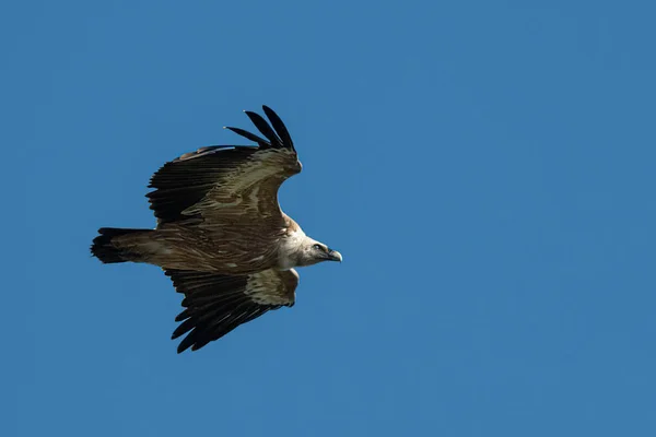 One griffon vulture flying in blue sky — Stock Photo, Image