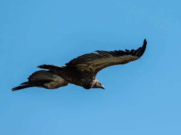 One griffon vulture flying in blue sky — Stock Photo, Image