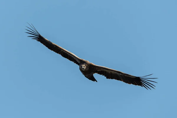 One griffon vulture flying in blue sky — Stock Photo, Image