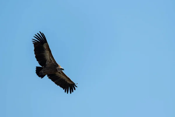 Один грифонний вульгар, що летить у блакитному небі — стокове фото