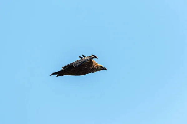 One griffon vulture flying in blue sky — Stock Photo, Image