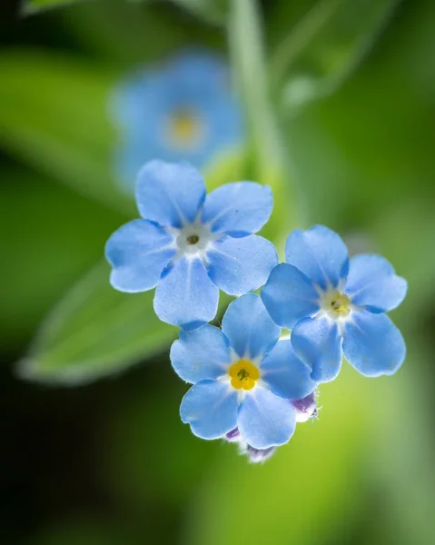 Close up of the blossoms of a forget me not flower — стоковое фото