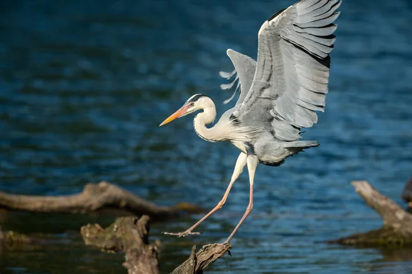 Een grijze reiger landing op een bos in het water — Stockfoto