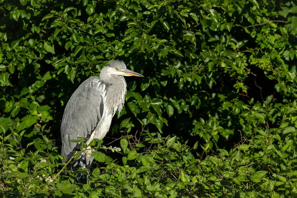 Een grijze reiger die op een struik staat — Stockfoto