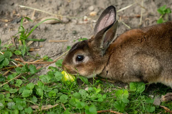 A brown cute dwarf rabbit eating a small apple