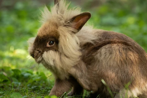 Um coelho anão bonito marrom descansando na grama — Fotografia de Stock