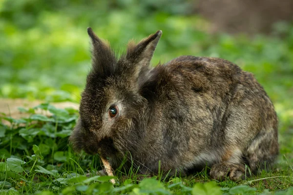 A brown cute dwarf rabbit nibbling on a small twig