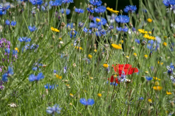 Varias flores en un prado en un día soleado en verano —  Fotos de Stock