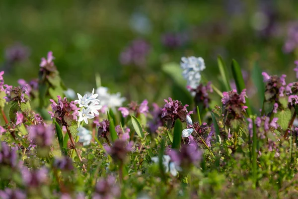 Primer plano de varias flores primaverales en un jardín Lamium purpureum y Chionodoxa luciliae — Foto de Stock