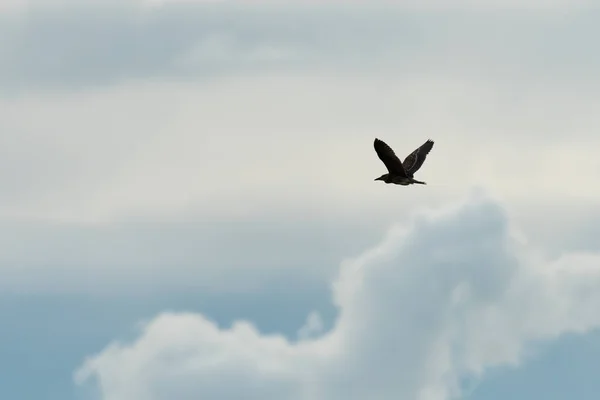 En ung svart krönt natthäger i flykten — Stockfoto