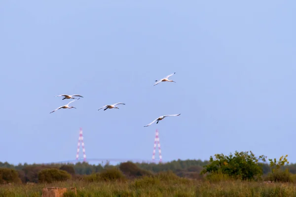 Fünf Löffler fliegen nach Sonnenuntergang im Naturpark Briere — Stockfoto