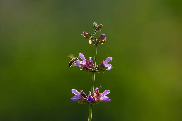 Sraženinka z květu zahradní šalvěj a včelka medonosné — Stock fotografie
