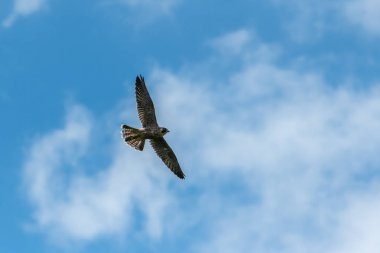 Yaz aylarında güneşli bir gün uçuş bir olgunlaşmamış Peregrine Falcon