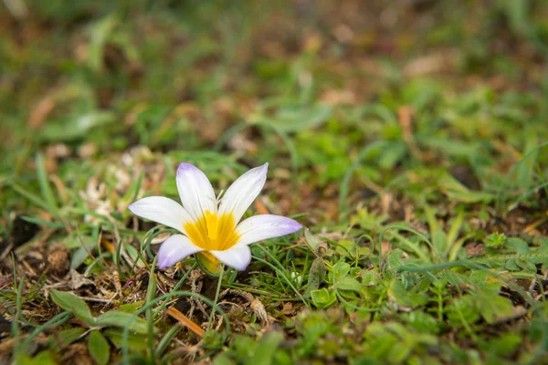 Primo piano di un piccolo fiore in primavera — Foto Stock