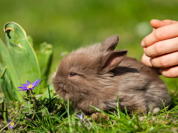 Niño liberando un conejo muy joven en un prado —  Fotos de Stock