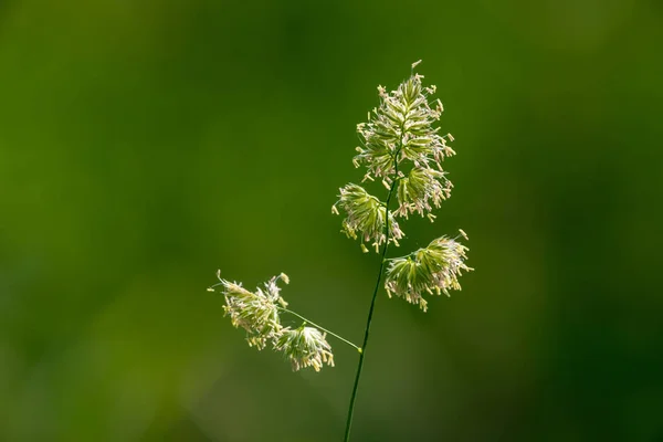 Primo piano dei fiori di un'erba di frutteto — Foto Stock