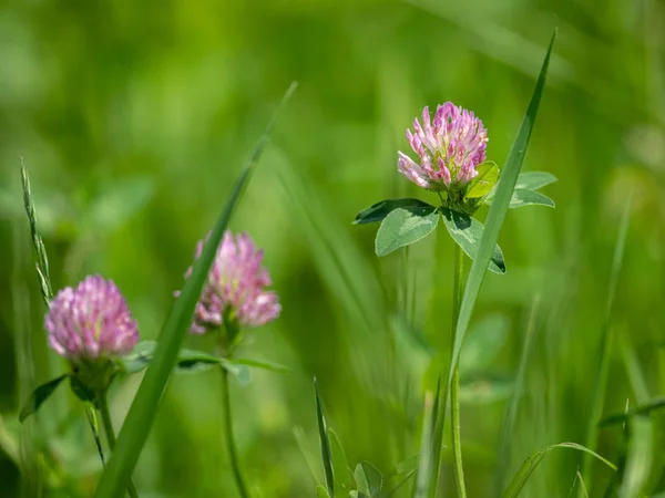 Closeup of the blossoms of red clover in a meadow — Stock Photo, Image