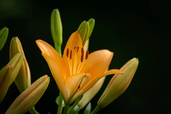 Yaz aylarında büyük bir portakal kaplan lily — Stok fotoğraf