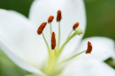 Yazın büyük beyaz kaplan zambağı çiçeği