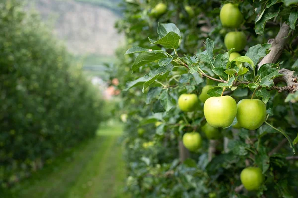 Manzanas verdes en una plantación de manzanas en Tirol del Sur — Foto de Stock