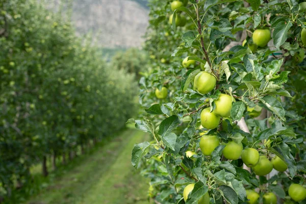 Manzanas verdes en una plantación de manzanas en Tirol del Sur — Foto de Stock