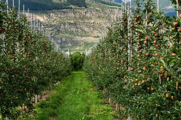 Manzanas rojas en una plantación de manzanas en el Tirol del Sur — Foto de Stock