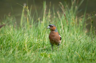 Gölün yakınındaki çayırda bir erkek chaffinch