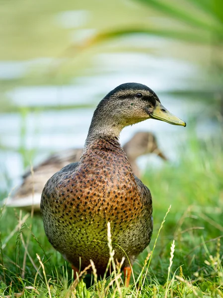 Un mallardo macho en un prado cerca de un lago — Foto de Stock