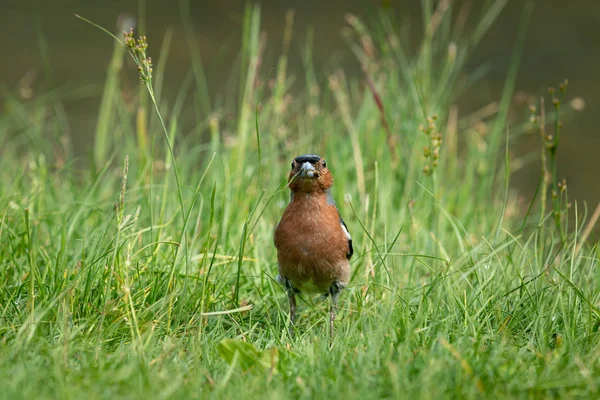 Gölün yakınındaki çayırda bir erkek chaffinch — Stok fotoğraf