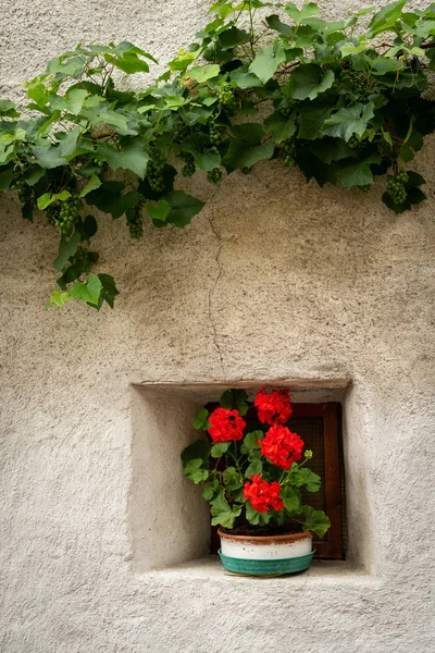 Rote Blumen vor einem kleinen Fenster eines sehr alten Hauses in Glurns — Stockfoto