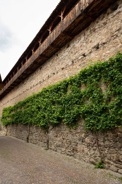 Old city wall with vine in the city of Glurns