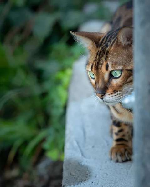 Eine niedliche kleine Bengalkatze starrt aufmerksam — Stockfoto