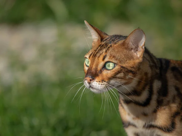의심하게 응시하는 귀여운 작은 벵골 고양이 — 스톡 사진