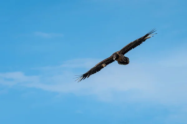 Un giovane avvoltoio barbuto in volo, cielo blu — Foto Stock