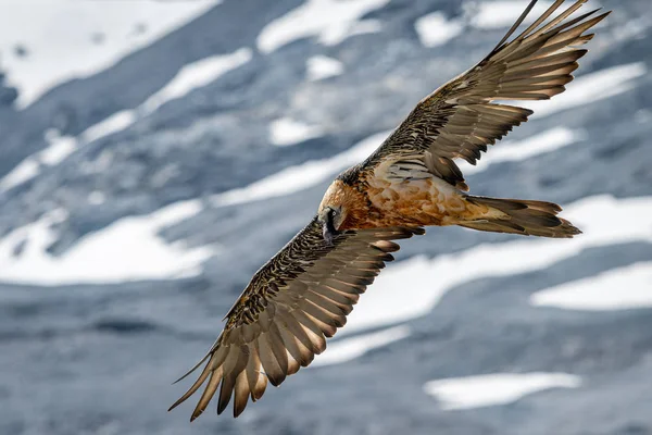 An adult bearded vulture in flight, alps in South Tyrol — Stock Photo, Image