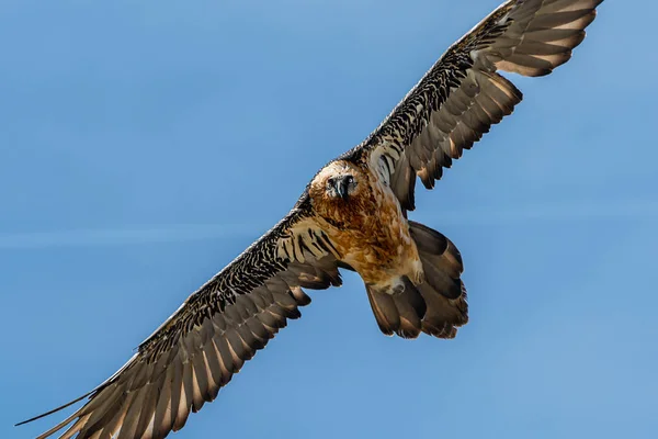An adult bearded vulture in flight, alps in South Tyrol — Stock Photo, Image
