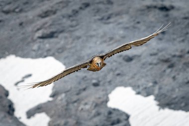 Uçuş bir yetişkin sakallı akbaba, Güney Tirol alpler